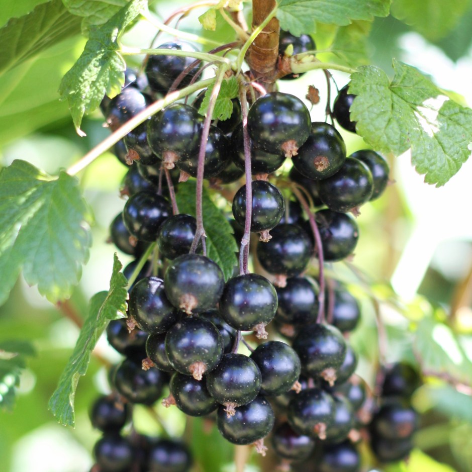 BlackCurrants2