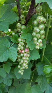 RedCurrants